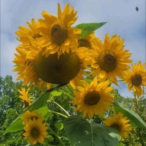 Meet your Posher, Joy